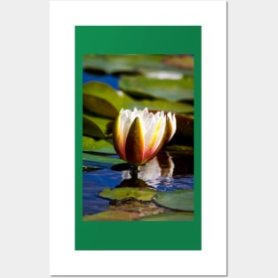 Water Lily Posters and Art